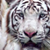 :iconx-vinny-x: