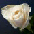 :iconx-wt-x: