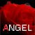 :iconx-xangelofmusicx-x: