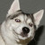 :iconxace-the-fox: