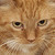 xAniChanx :iconxanichanx: