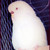 :iconxantholyn: