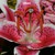 :iconxapocalyptic-angelx: