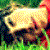 :iconxariscene-rawr: