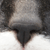 :iconXarrot: