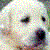 :iconxaunt:
