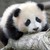 :iconxbabypandax: