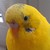 :iconxblackbluewolfx: