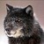 :iconxblackwolfgirlx13: