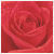 :iconxbloodrosesx: