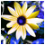 :iconxbloody-evex: