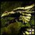 :iconxdragon-clubx: