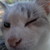 :iconxenalie: