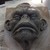 :iconxenochimp: