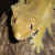:iconXenopteryx: