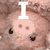 :iconxevaral: