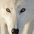 :iconxexousiax: