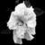 :iconxfar-from-youx: