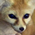 :iconxfenek: