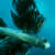 :iconxfishwings: