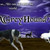 :iconxgreyhoundx: