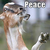 :iconxiaomei11: