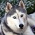 :iconxie-thepanther: