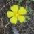 :iconxinoca: