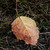 :iconxinos-117: