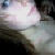:iconxintransigentx: