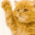 :iconxlil-ladyx: