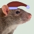 :iconxmasratplz: