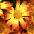 :iconxmgphotography: