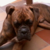 :iconxmorgaine: