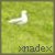 :iconxnadex: