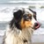 :iconxnightcollie: