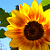 :iconxnightfalls: