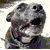 :iconxo-pussycat-ox: