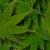 :iconxonecase:
