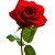 :iconxoxokayxoxo:
