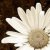 :iconxpaperbird: