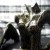 :iconxponential-decay: