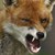 :iconxpsychoarchervulpusx: