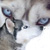:iconxsexylilkitten: