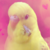 :iconxshiirley: