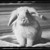 :iconxsilentrabbit: