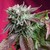 :iconxsmokeweed420x: