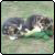 :iconxsnow-queenx: