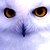 :iconxsolstar:
