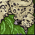 :iconxSpiritWolfx:
